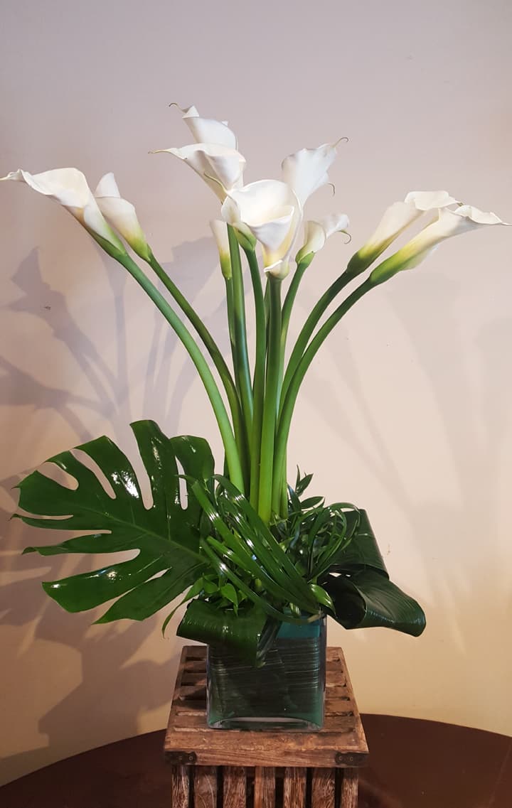 Monstera Mood sculptural plant in matte pot