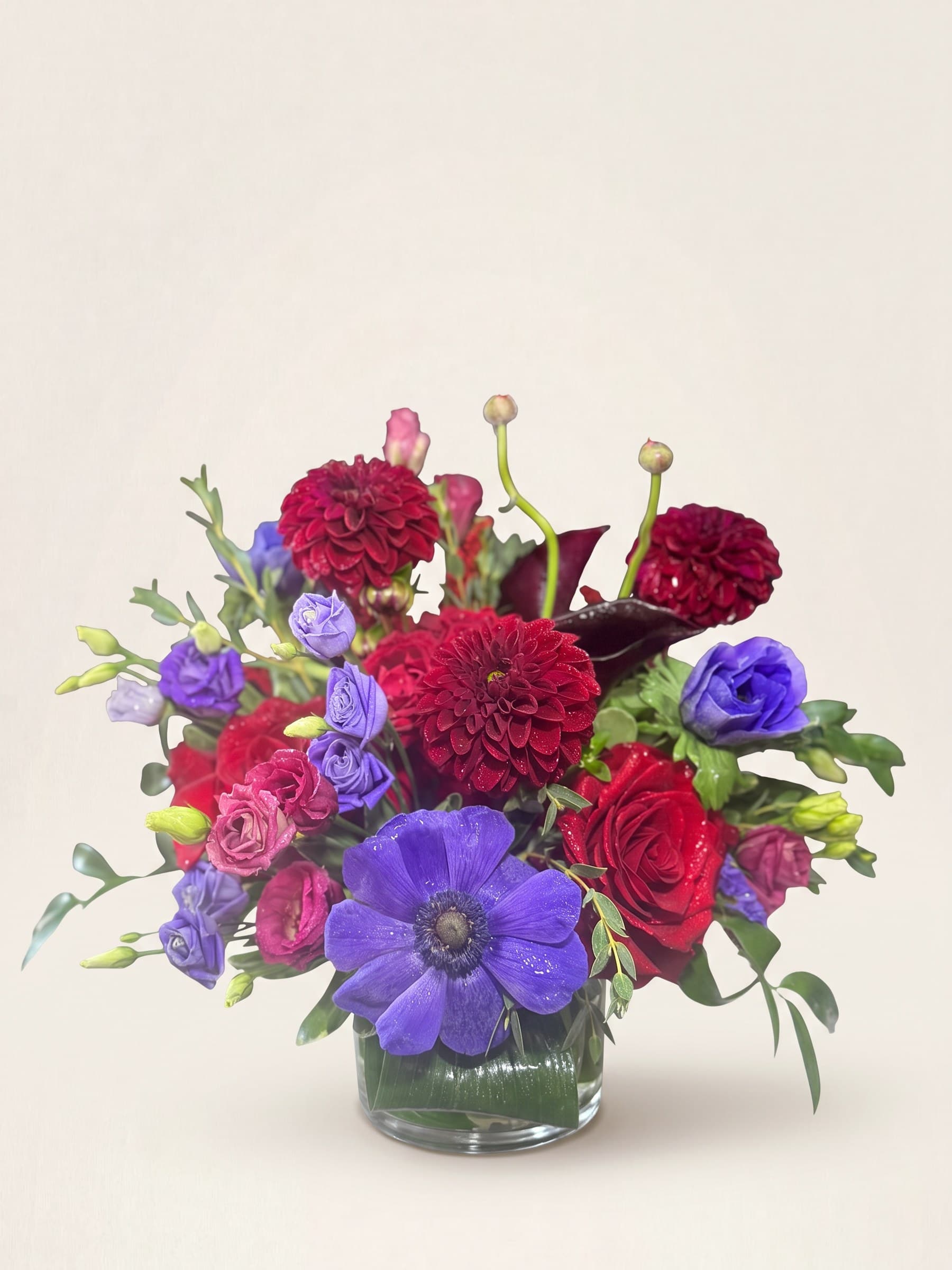Dalia de Terciopelo
